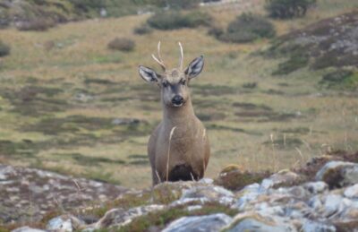 El último escondite del huemul