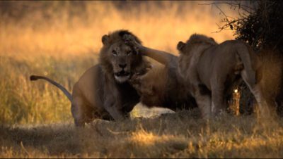 Okavango, río de sueños: paraíso
