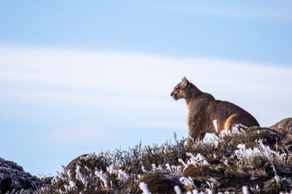 Pumas: leyendas de las montañas de hielo Episodio 2