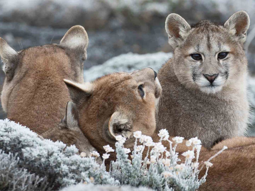 Pumas: Legends of the Ice Mountains