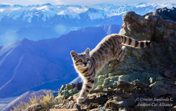 Seeking the Andean Cat