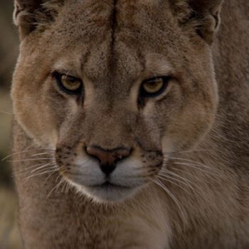 Primera versión del Festival de Cine Santiago Wild finalmente se realizará en septiembre con funciones online y gratuitas