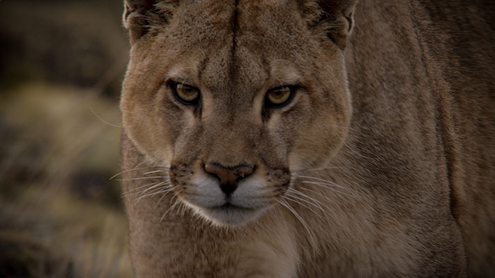 Primera versión del Festival de Cine Santiago Wild finalmente se realizará en septiembre con funciones online y gratuitas