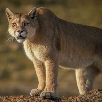 Santiago Wild, el festival de vida salvaje y medioambiente que podrás ver gratis en OndaMedia