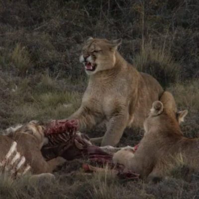 Festival Santiago Wild: el documental que muestra el inesperado comportamiento de los pumas de Torres del Paine llega gratis por ondamedia