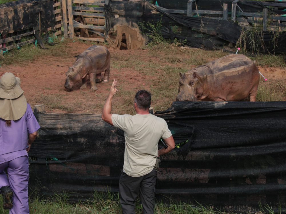 The Hunt for Escobar's Hippos