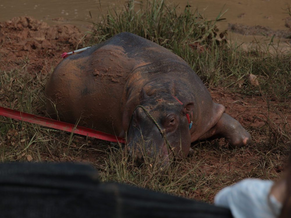 The Hunt for Escobar's Hippos