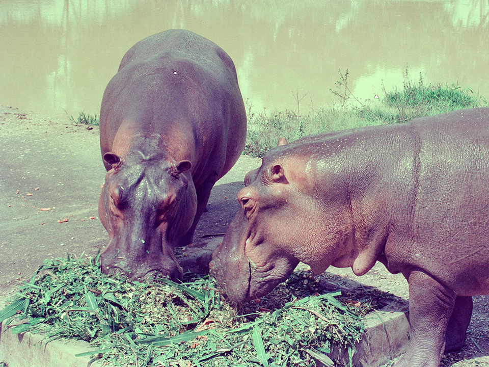 A la caza de los hipopótamos de Escobar