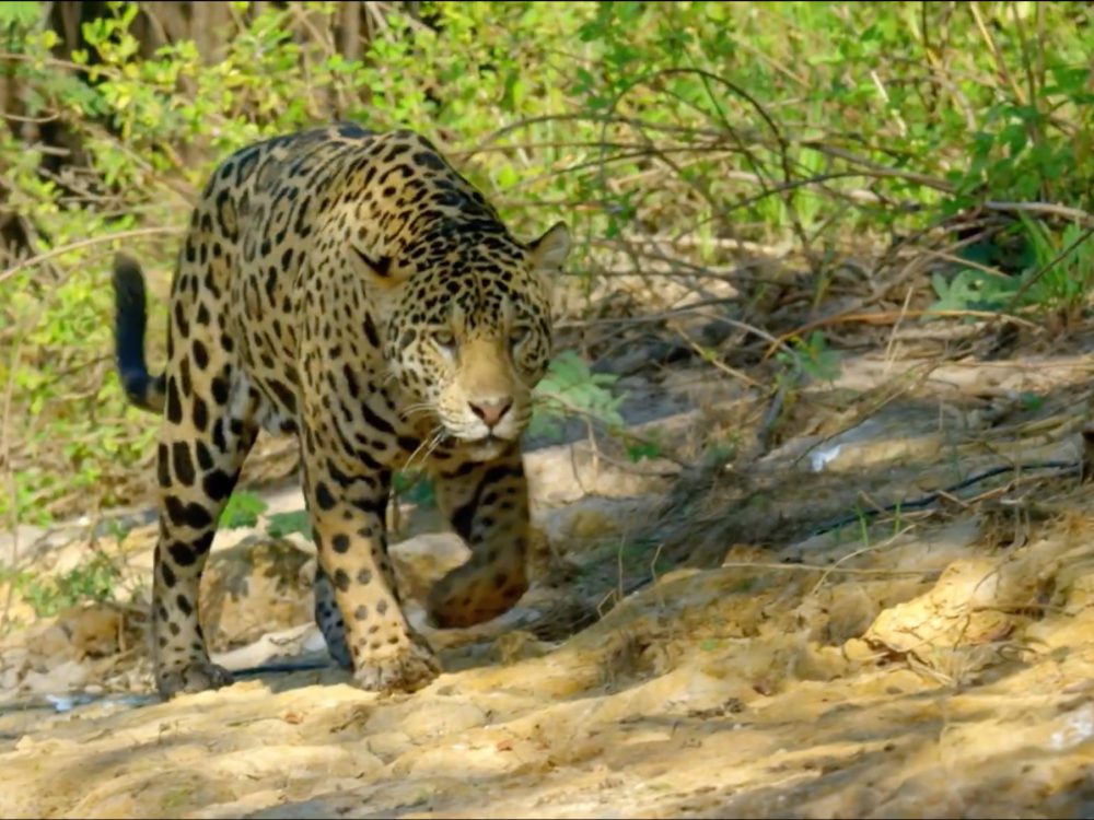 Tierra de Jaguares