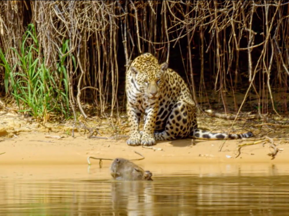 Tierra de Jaguares