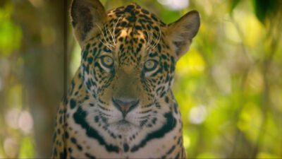 Tierra de Jaguares