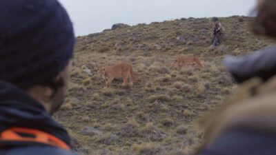 Triángulo de pumas