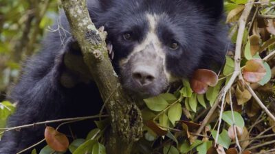 La Vida Secreta del Oso de Anteojos