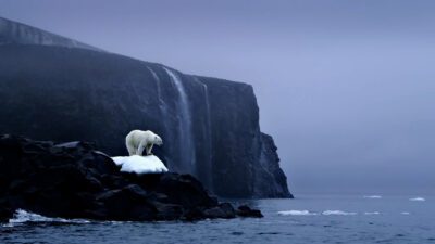 Pristine Seas: the power of protection