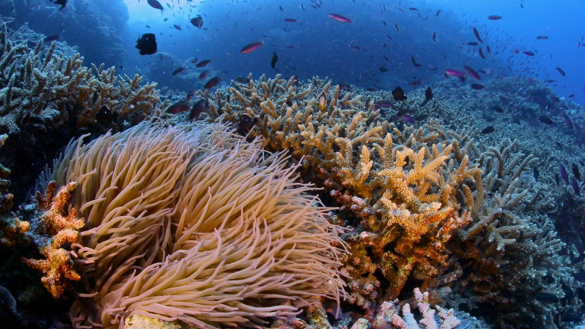 National Geographic Pristine Seas