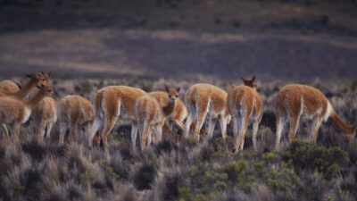 Tráfico Ilícito: Vicuñas