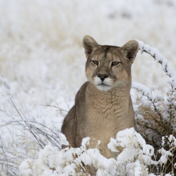 Santiago Wild: No te pierdas los inéditos e increíbles documentales de medioambiente y vida salvaje