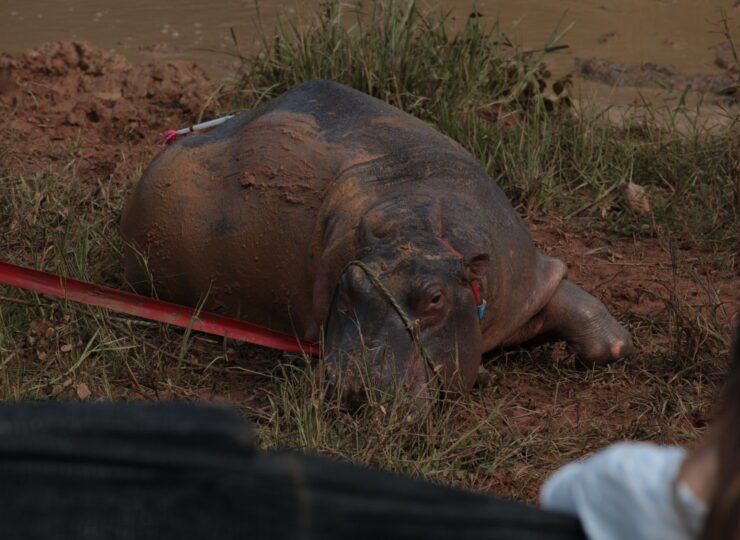 Hipopótamos, pumas, amenazas al medio ambiente y más: Lo que mostrará la segunda versión del festival Santiago Wild