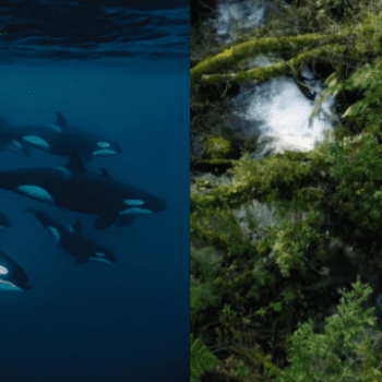 Documentales sobre Chiloé, Surinam y especies marinas ganan el festival de cine Santiago Wild