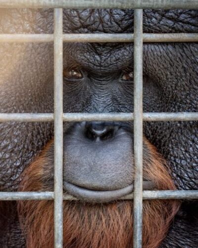 Los Ojos del Orangután
