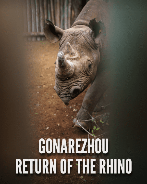 Gonarezhou, el Retorno del Rinoceronte