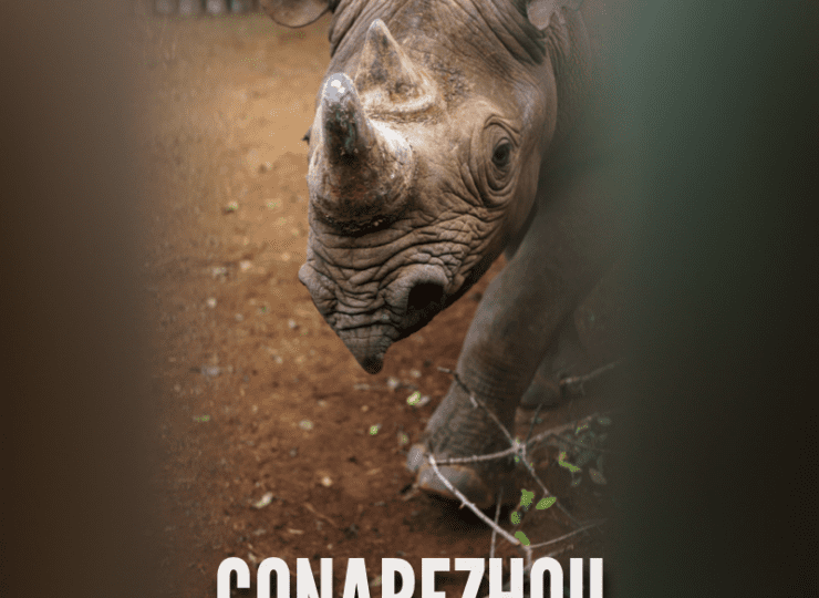 Gonarezhou, el Retorno del Rinoceronte