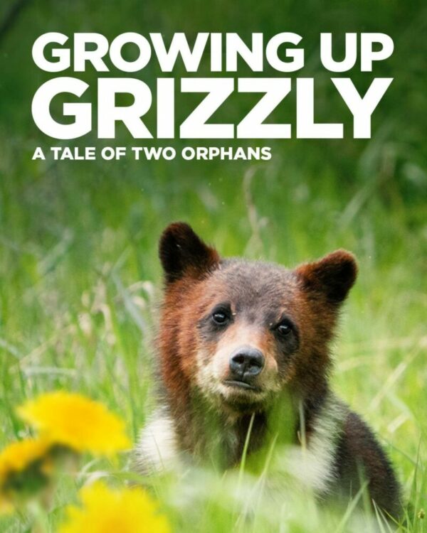 Criando al Grizzly
