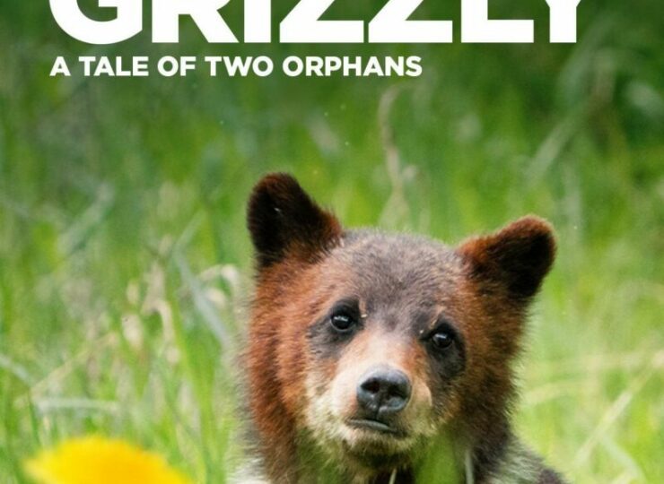 Criando al Grizzly