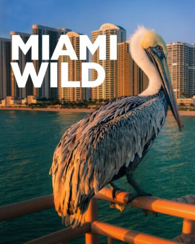 Miami Salvaje