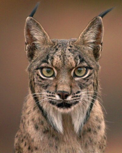 Odrina La Lince
