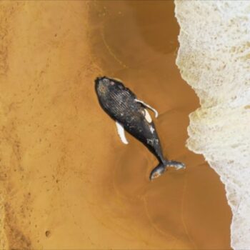 Festival de cine documental Santiago Wild
