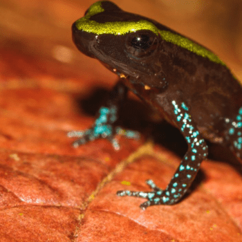 Documentales colombianos favoritos en el Festival Santiago Wild 2023