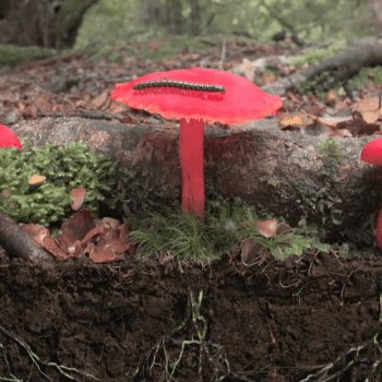 ¡Estreno exclusivo en Latinoamérica! Festival Santiago Wild trae documental sobre hongos narrado por Björk