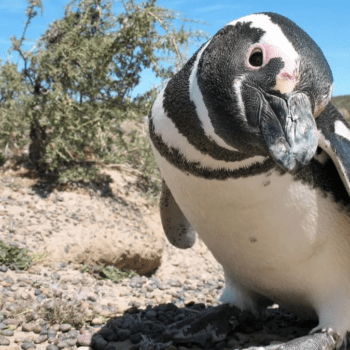 Argentina compite en el festival de cine Santiago Wild con un documental sobre Península Valdés