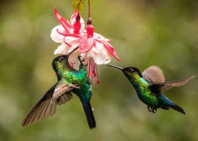 The Hummingbird Effect