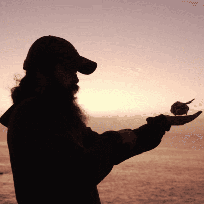 El “medio imposible” misterio de la Golondrina de mar de collar que desvela a científicos