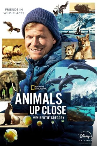 Animals Up Close with Bertie Gregory - Patagonia Puma