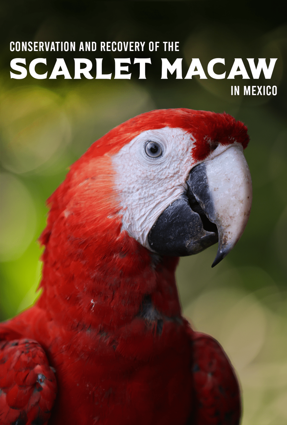 Conservation and Recovery of the Scarlet Macaw in Mexico
