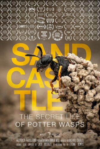 Sandcastle – The Secret Life Of Potter Wasps