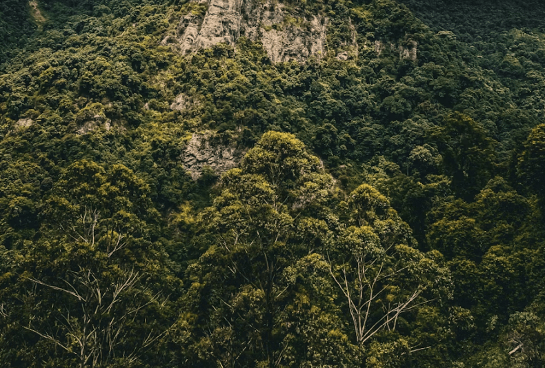 Dominando el periodismo ambiental: cómo presentar una propuesta