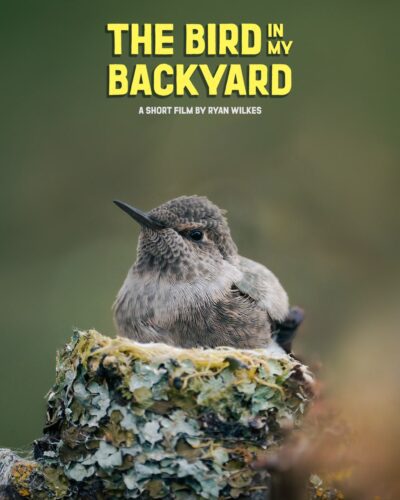 The Bird in My Backyard