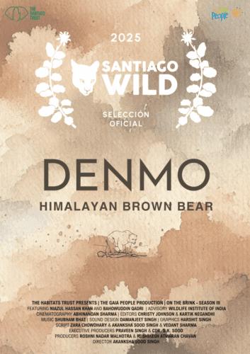 Denmo – Himalayan Brown Bear