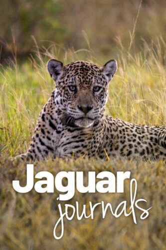 Jaguar Journals Episode 1: Meet the Jaguars