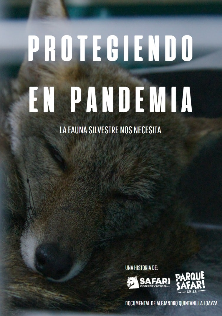 Protegiendo en Pandemia