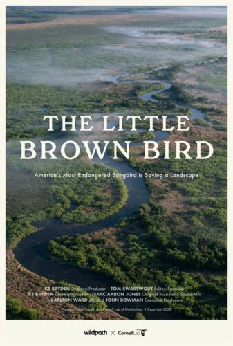 The Little Brown Bird
