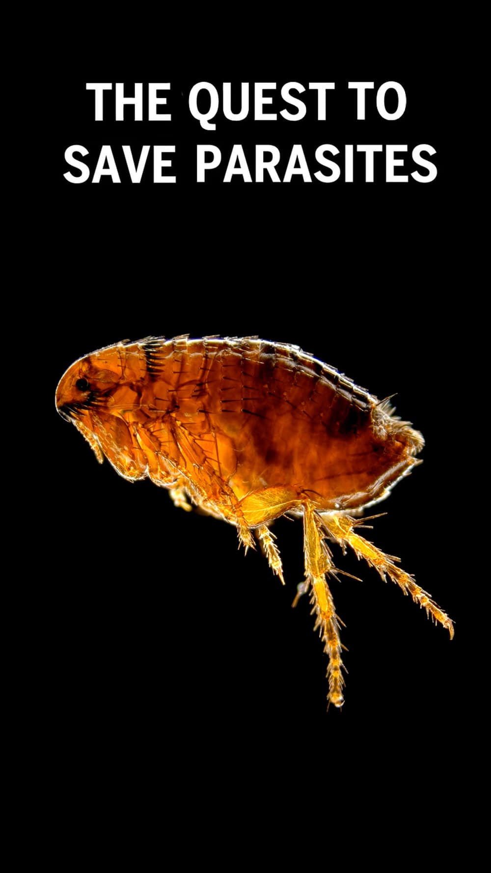 The Quest to Save Parasites