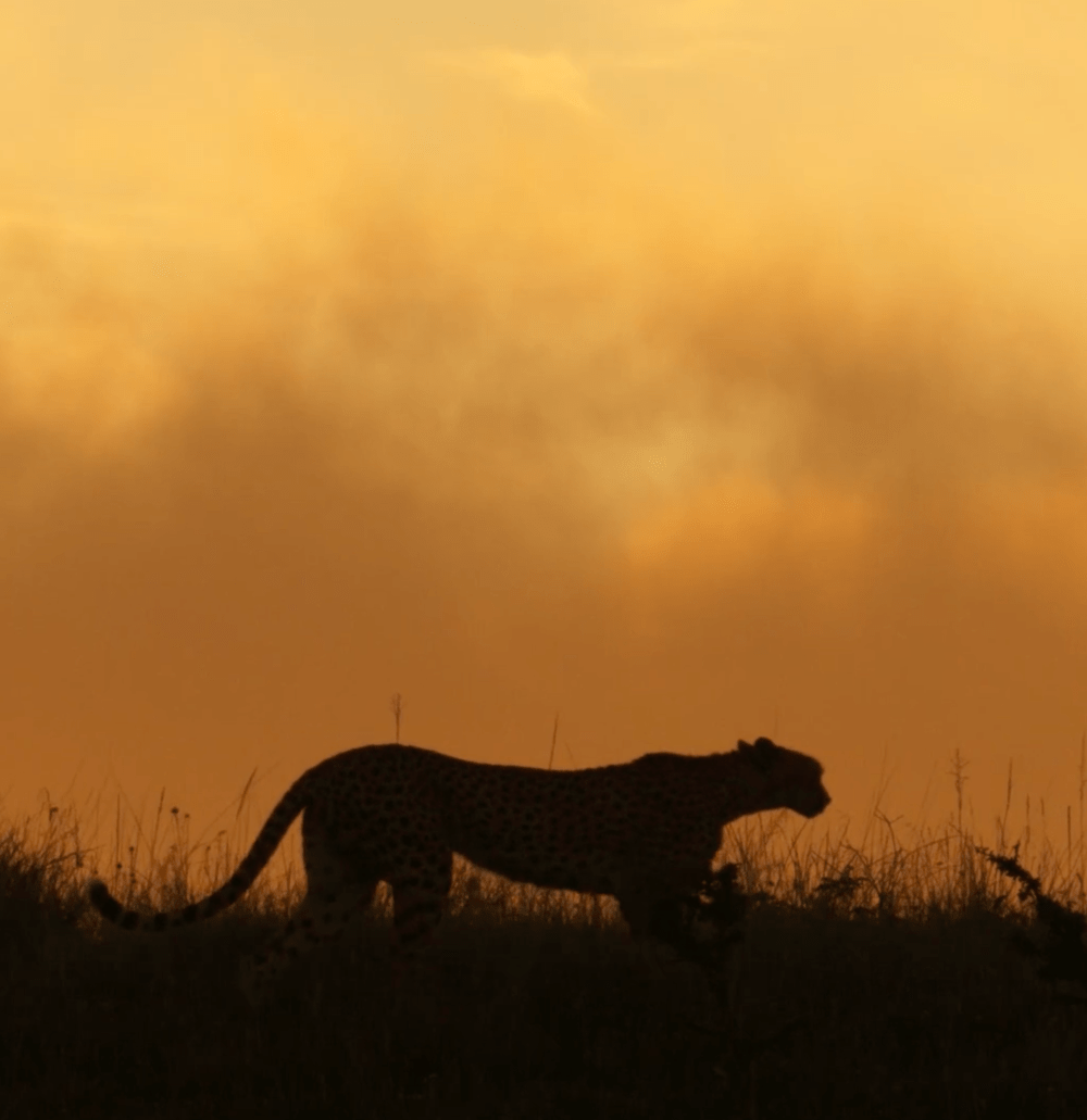 The way of the cheetah