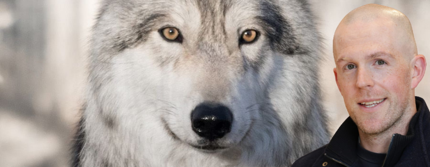 La caperucita feroz y el pequeño lobo rojo: carnívoros