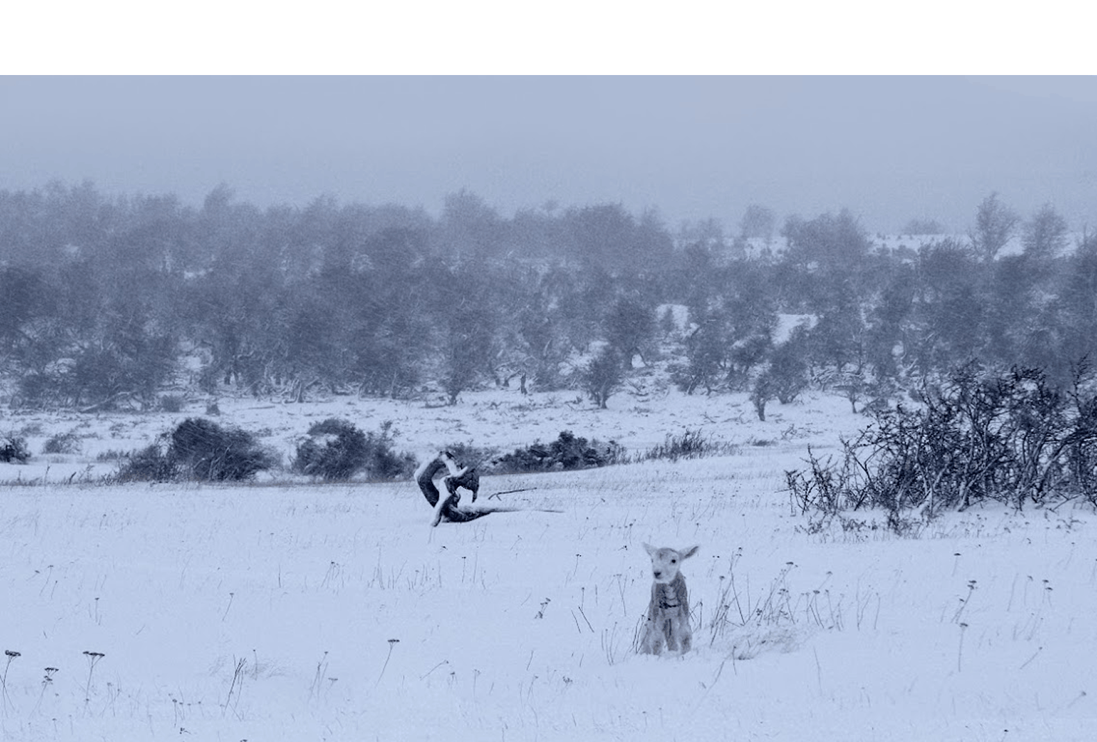 Al Sur del Invierno está la Nieve