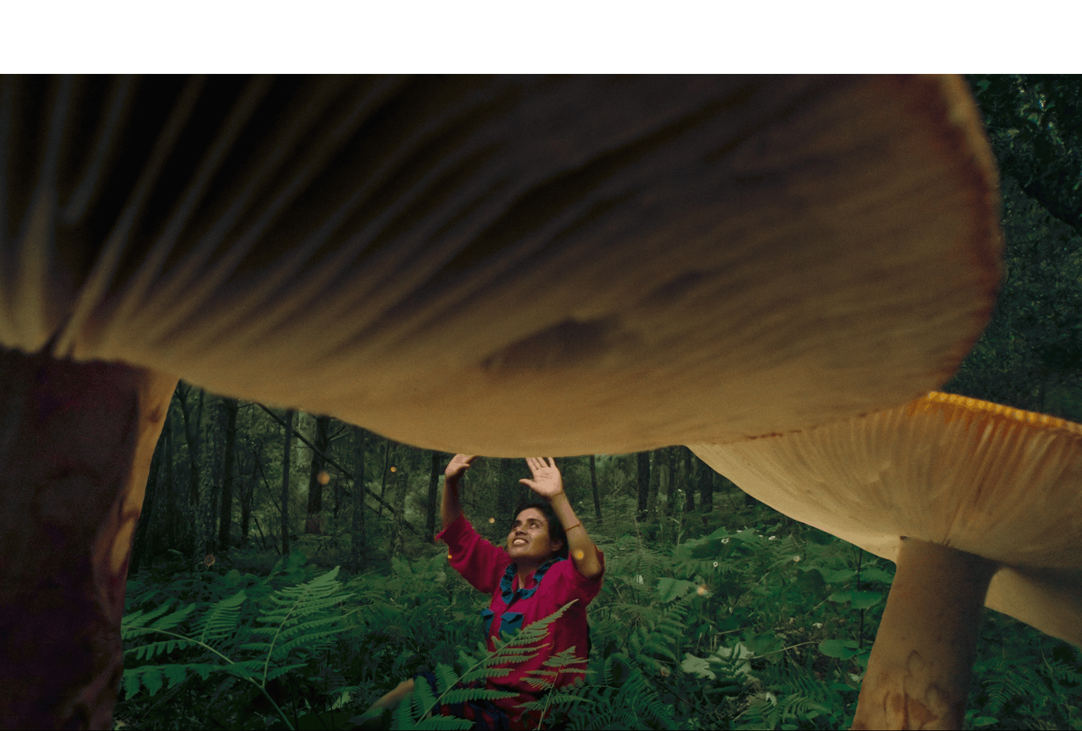 Noche de los Hongos 2